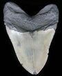 Bargain, Megalodon Tooth - North Carolina #59027-2